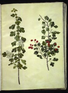 Crataegus laevigata (一般的なサンザシ)
