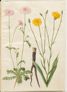 Crepis rubra（赤いタイマイ）; Scorzonera hispanica (庭の scorzones) 作： Hans Simon Holtzbecker