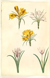 クロッカスナローフォリウス（バルカンクロッカス）; クロッカス癜風（アルペクロッカス）; 春のクロッカス (?) (vår-krokus)