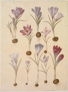 Crocus vernus (春のクロッカス)