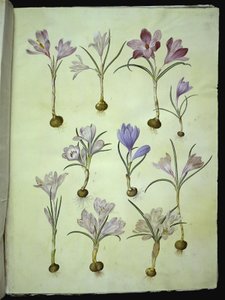 Crocus vernus (春のクロッカス) 作： Hans Simon Holtzbecker
