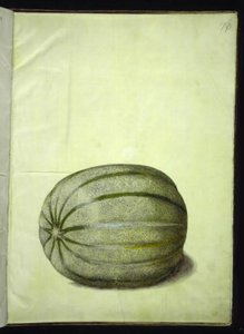 Cucumis melo (メロン) 作： Hans Simon Holtzbecker