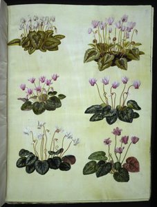 シクラメン ヘデリフォリウム (アイビーリーフ アルパイン バイオレット); Cyclamen purpurascens (真のアルパイン バイオレット) 作： Hans Simon Holtzbecker