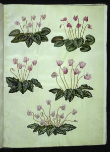 Cyclamen purpurascens (真のアルパイン バイオレット); シクラメン ヘデリフォリウム (アイビー リーフ アルパイン バイオレット) 作： Hans Simon Holtzbecker
