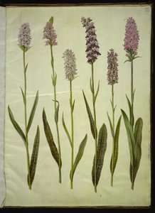 Dactylorhiza maculata (斑点のあるカッコウ ハーブ) 作： Hans Simon Holtzbecker