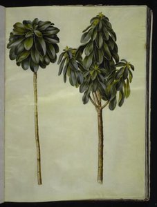 Daphne laureola (月桂樹ダフネ) 作： Hans Simon Holtzbecker