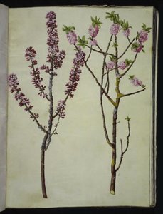 Daphne mezereum (peberbusk) 作： Hans Simon Holtzbecker