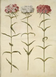 Dianthus barbatus（学生カーネーション） 作： Hans Simon Holtzbecker