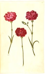 Dianthus caryophyllus (ガーデンカーネーション) 作： Hans Simon Holtzbecker