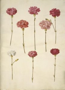Dianthus caryophyllus (ガーデンカーネーション) 作： Hans Simon Holtzbecker