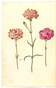 Dianthus caryophyllus (ガーデンカーネーション) 作： Hans Simon Holtzbecker