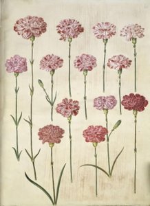 Dianthus caryophyllus (ガーデンカーネーション) 作： Hans Simon Holtzbecker