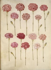 Dianthus caryophyllus (ガーデンカーネーション) 作： Hans Simon Holtzbecker