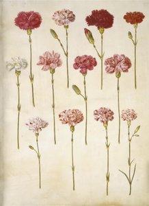 Dianthus caryophyllus (ガーデンカーネーション) 作： Hans Simon Holtzbecker