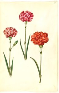 Dianthus caryophyllus (ガーデンカーネーション) 作： Hans Simon Holtzbecker