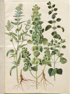 Dracocephalum moldavica (モルダビアのドラゴン ヘッド); Moluccella spinosa (タワーファンネルカップ); メリッサ・オフィシナリス（レモンバーム） 作： Hans Simon Holtzbecker