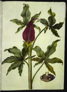 Dracunculus vulgaris (コモン ドラゴン ルート) 作： Hans Simon Holtzbecker