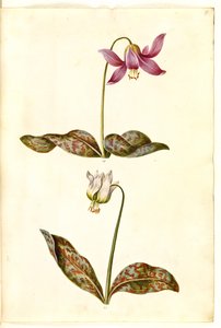 Erythronium dens-canis (真の犬の歯) 作： Hans Simon Holtzbecker