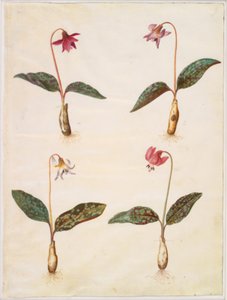 Erythronium dens-canis (真の犬の歯) 作： Hans Simon Holtzbecker