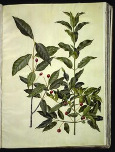 Euonymus latifolius (広葉樹のボーンウッド); Euonymus europaeus (コモンボーンウッド)