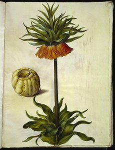 Fritillaria imperialis (クラウンエンペラー) 作： Hans Simon Holtzbecker