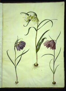 Fritillaria meleagris (マムシの卵) 作： Hans Simon Holtzbecker