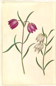 Fritillaria meleagris (マムシの卵)