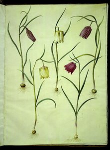 Fritillaria meleagris (マムシの卵) 作： Hans Simon Holtzbecker