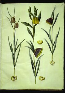 Fritillaria meleagris (一般的なマムシの卵); Fritillaria aurea または Fritillaria tubeiformis & moggridgei (バイブエッグ); バイモモンタナ 作： Hans Simon Holtzbecker