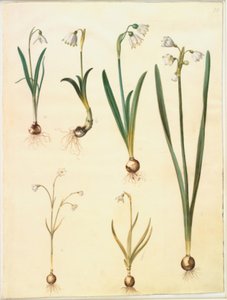 Galanthus nivalis (一般的なスノー ドロップ); Leucojum vernum (ドロテア ユリ); Leucojum aestivum (夏の梅); Leucojum autumnale (秋の白梅) 作： Hans Simon Holtzbecker