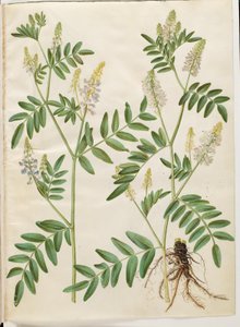 Galega officinalis (ドクターズポッド) 作： Hans Simon Holtzbecker