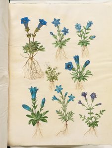 Gentiana acaulis (茎のないリンドウ); リンドウ ヴェルナ (春リンドウ); Gentiana acaulis (茎のないリンドウ); リンドウ（リンドウの種） 作： Hans Simon Holtzbecker