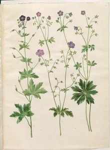ゼラニウム フェウム (コウノトリのハシビロコウ); Geranium sylvaticum (コウノトリのくちばし) 作： Hans Simon Holtzbecker