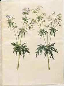 Geranium pratense (コウノトリのくちばし) 作： Hans Simon Holtzbecker