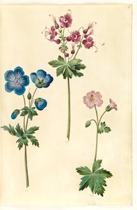 Geranium pratense (コウノトリのくちばし); ゼラニウム フェウム (コウノトリのハシビロコウ); Geranium v​​ersicolor (コウノトリのくちばし)