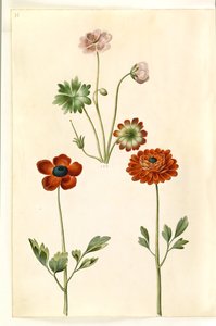Geranium sanguineum 線条体 (stribet storkenæb); Ranunculus asiatica (have-ranunkel)