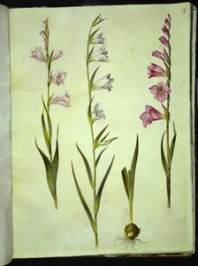 Gladiolus communis (一般的なグラジオラス) 作： Hans Simon Holtzbecker