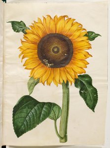 Helianthus annuus (ヒマワリ) 作： Hans Simon Holtzbecker