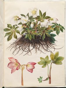 Helleborus niger (一般的なクリスマス ローズ)