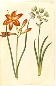 Hemerocallis fulva (ブルン・ダグリエ); Ornithogalum arabicum (mælkestjerne) 作： Hans Simon Holtzbecker