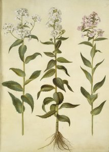 Hesperis matronalis (宵の明星) 作： Hans Simon Holtzbecker
