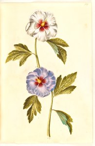 Hibiscus syriacus (シリアン ローズ) 作： Hans Simon Holtzbecker