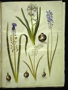 オリエンタル ヒヤシンス (almindelig hyacint); Muscari comosum (duskhyacint); Brimeura amethystina (ピレネイスクブルー) 作： Hans Simon Holtzbecker