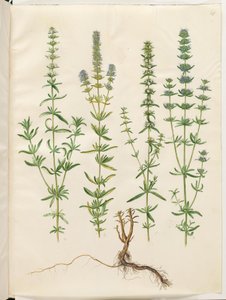 Hyssopus officinalis (真のヒソップ)