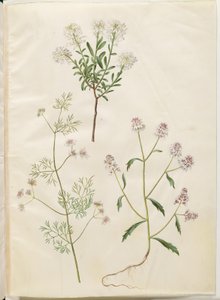 Iberis sempervirens (雪枕); Coriandrum sativum (一般的なコリアンダー); Iberis amara (苦い弓の花)