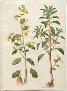 Impatiens noli-tangere (スプリングバルサム); インパチェンス・バルサミナ（ハヴ・バルサム）