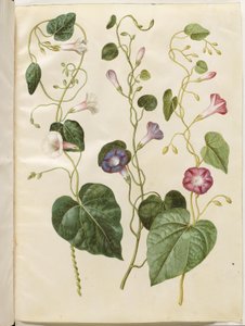Ipomoea purpurea (purpur-pragtsnerle) 作： Hans Simon Holtzbecker