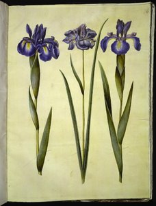 アイリス・ラティフォリア（イングリッシュ・アイリス）; Iris sibirica (シベリア アイリス) 作： Hans Simon Holtzbecker