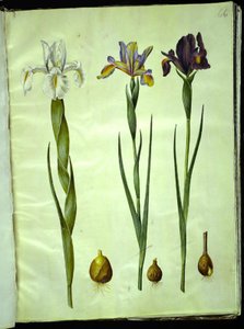 アイリス・ラティフォリア（イングリッシュ・アイリス）; Iris xiphium (スペインアイリス) 作： Hans Simon Holtzbecker