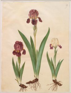 アイリス×ルリダ（iris-hybrid） 作： Hans Simon Holtzbecker